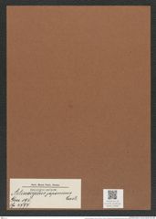 Actinocyclus japonicus Castr. (de-Toni-Nr.: Genus 195, Species 4797) Zeichnungen Sammlung Grunow Mappe 04660 (Herbarium_W_Grunow_drawings_Folder_04660)